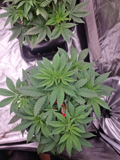 Jealousy  // FC EVO 6500. Week 5