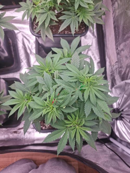 Jealousy  // FC EVO 6500. Week 5