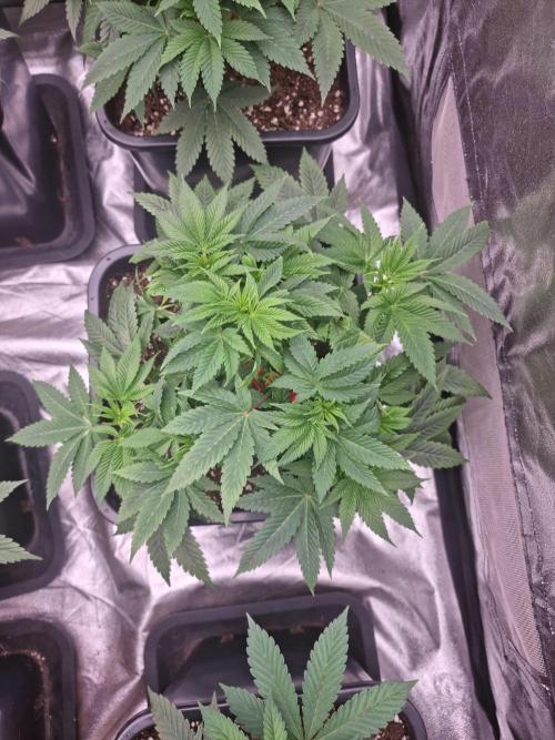 Jealousy  // FC EVO 6500. Week 5