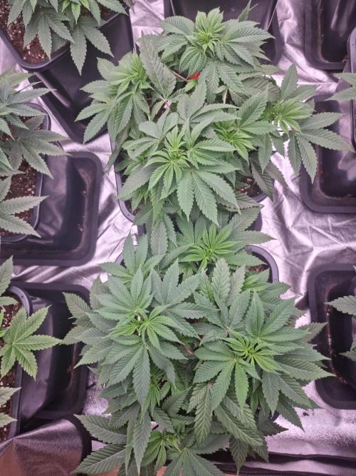 Jealousy  // FC EVO 6500. Week 5