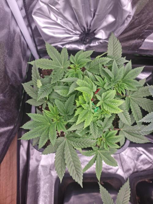 Jealousy  // FC EVO 6500. Week 5