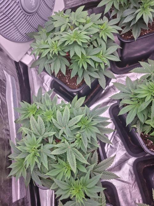 Jealousy  // FC EVO 6500. Week 5