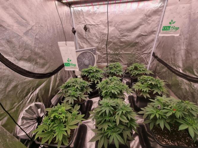 Jealousy  // FC EVO 6500. Week 5