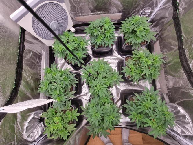 Jealousy  // FC EVO 6500. Week 5