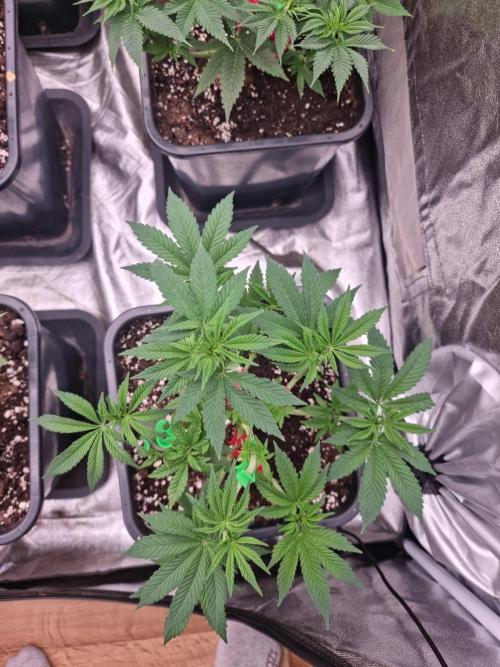 Jealousy  // FC EVO 6500. Week 5