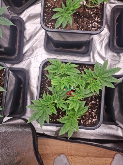 Jealousy  // FC EVO 6500. Week 5