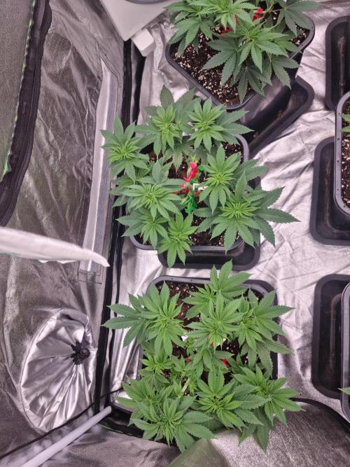 Jealousy  // FC EVO 6500. Week 5