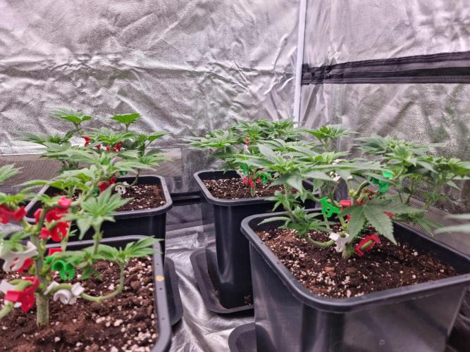 Jealousy  // FC EVO 6500. Week 5