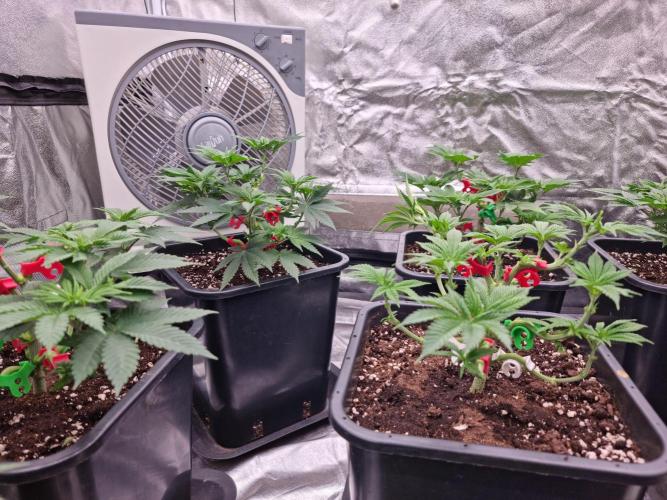 Jealousy  // FC EVO 6500. Week 5