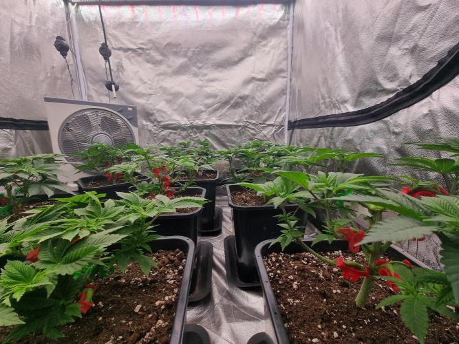 Jealousy  // FC EVO 6500. Week 6