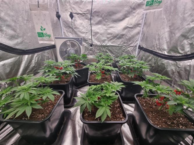 Jealousy  // FC EVO 6500. Week 6