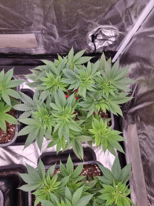 Jealousy  // FC EVO 6500. Week 6