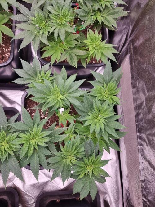 Jealousy  // FC EVO 6500. Week 6