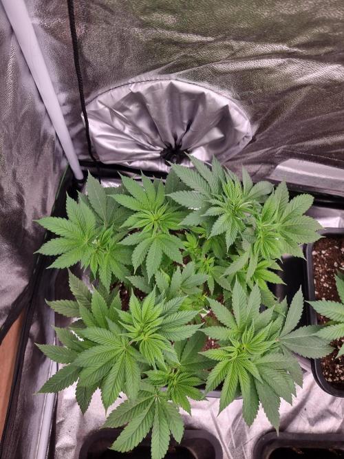 Jealousy  // FC EVO 6500. Week 6