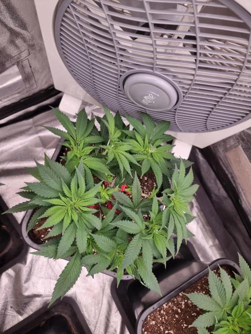 Jealousy  // FC EVO 6500. Week 6