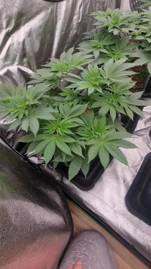 Jealousy  // FC EVO 6500