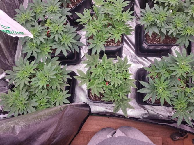 Jealousy  // FC EVO 6500. Week 6