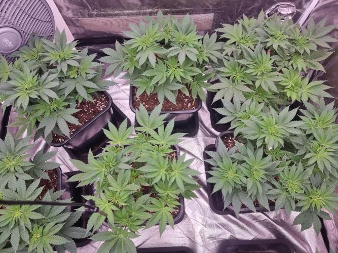 Jealousy  // FC EVO 6500. Week 6