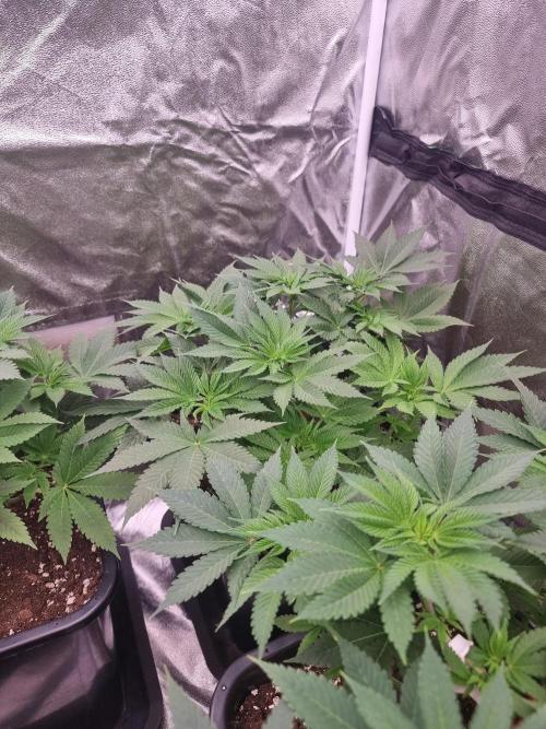 Jealousy  // FC EVO 6500. Week 6