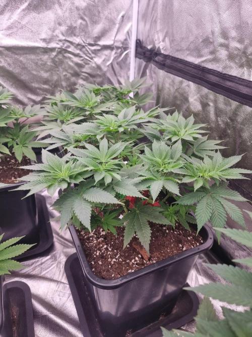 Jealousy  // FC EVO 6500. Week 6