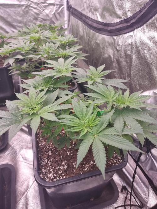 Jealousy  // FC EVO 6500. Week 6