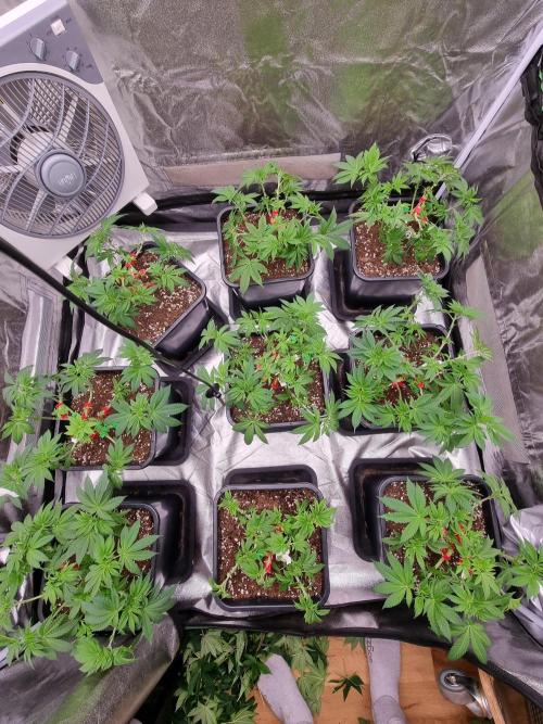 Jealousy  // FC EVO 6500. Week 6