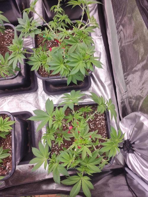 Jealousy  // FC EVO 6500. Week 6