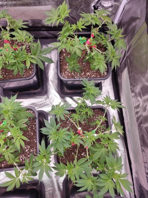 Jealousy  // FC EVO 6500. Week 6