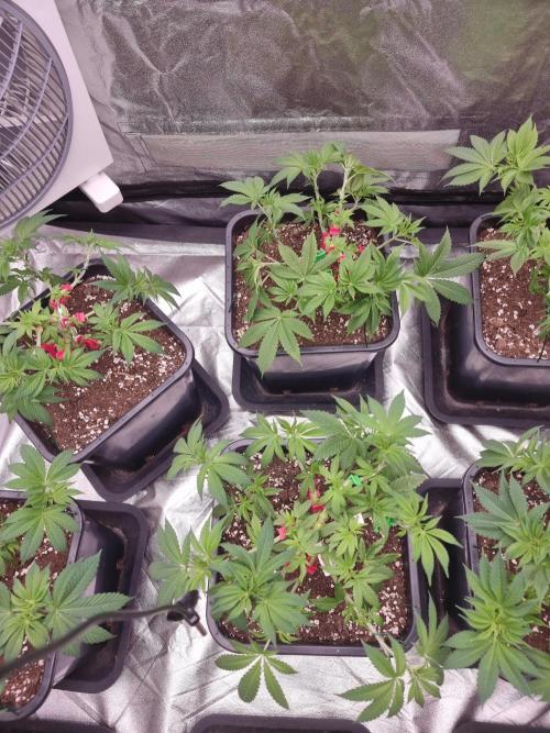 Jealousy  // FC EVO 6500. Week 6