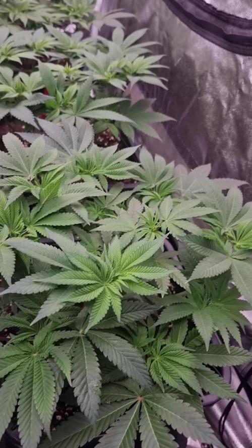 Jealousy  // FC EVO 6500