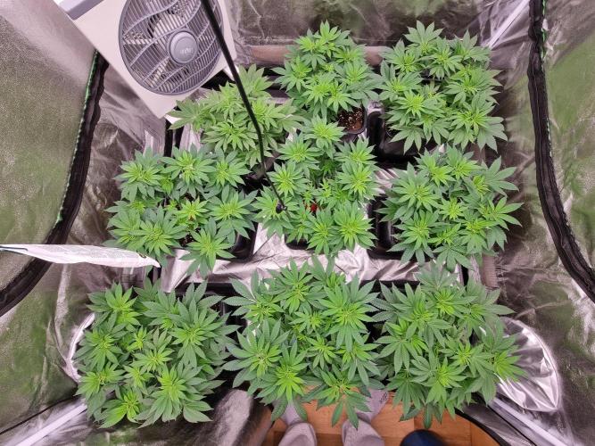 Jealousy  // FC EVO 6500. Week 7