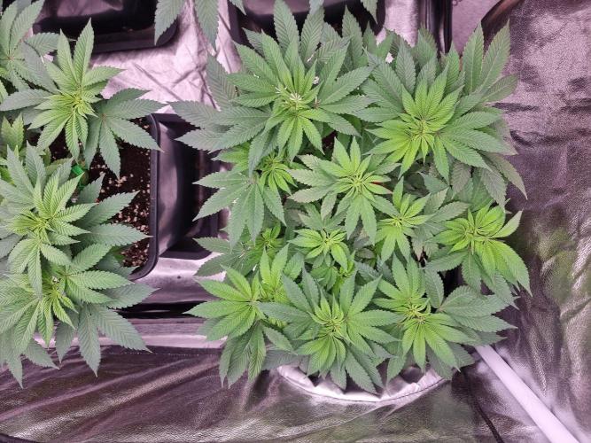 Jealousy  // FC EVO 6500. Week 7