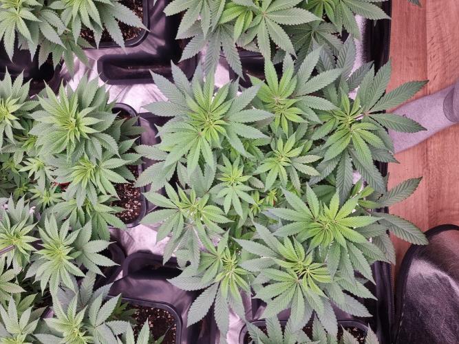 Jealousy  // FC EVO 6500. Week 7