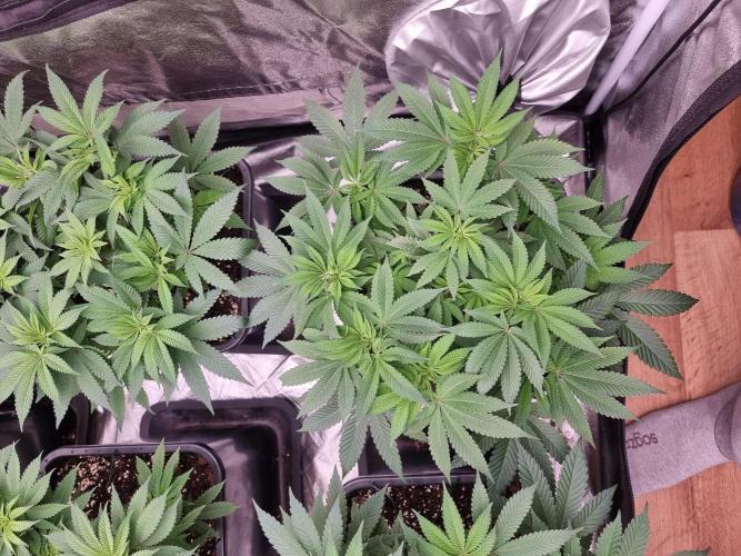 Jealousy  // FC EVO 6500. Week 7