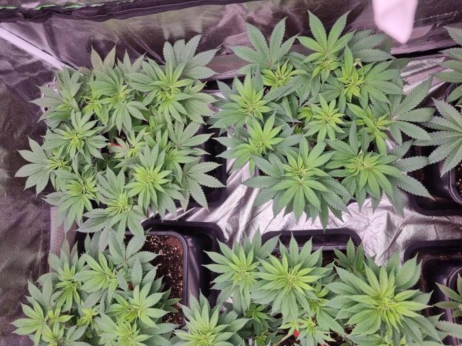 Jealousy  // FC EVO 6500. Week 7