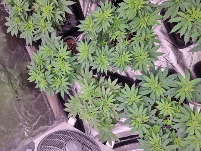 Jealousy  // FC EVO 6500. Week 7