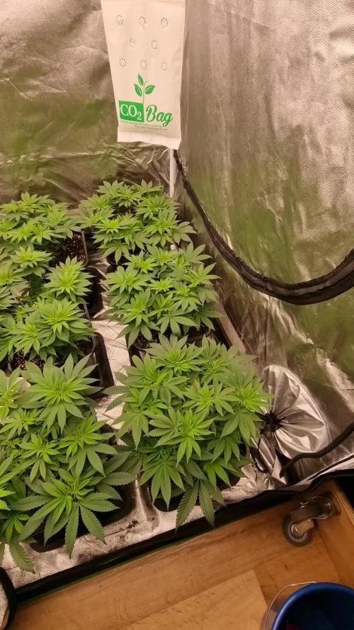 Jealousy  // FC EVO 6500