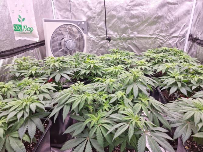 Jealousy  // FC EVO 6500. Week 8