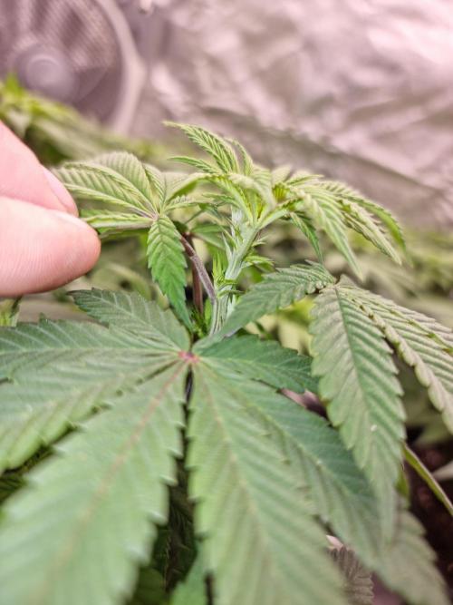 Jealousy  // FC EVO 6500. Week 8