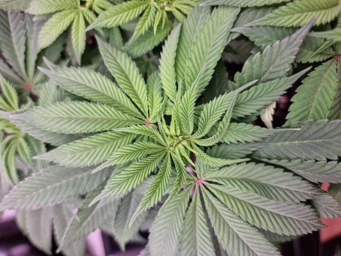 Jealousy  // FC EVO 6500. Week 8