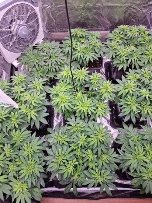 Jealousy  // FC EVO 6500. Week 8