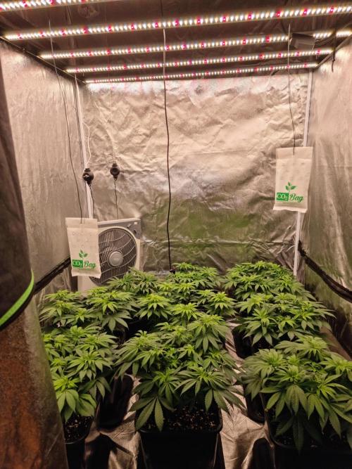 Jealousy  // FC EVO 6500. Week 8