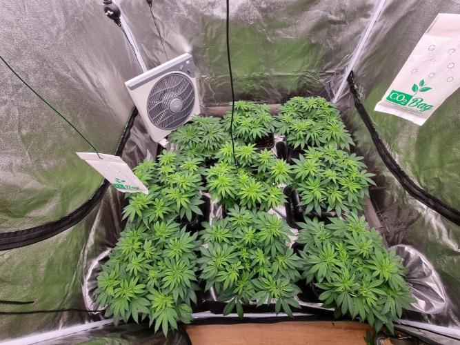 Jealousy  // FC EVO 6500. Week 8