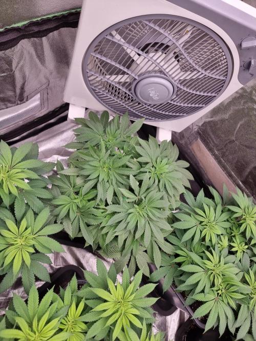 Jealousy  // FC EVO 6500. Week 8