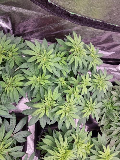 Jealousy  // FC EVO 6500. Week 8