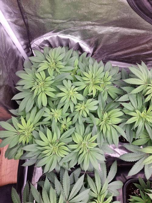 Jealousy  // FC EVO 6500. Week 8