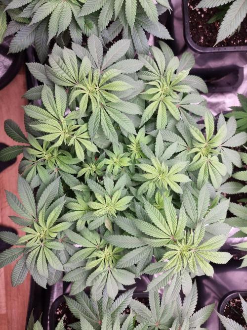 Jealousy  // FC EVO 6500. Week 8