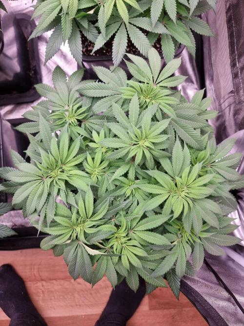 Jealousy  // FC EVO 6500. Week 8