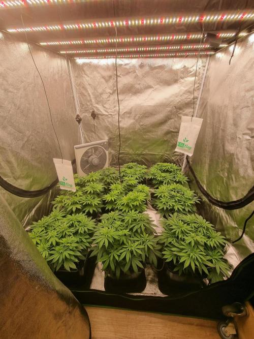 Jealousy  // FC EVO 6500. Week 8