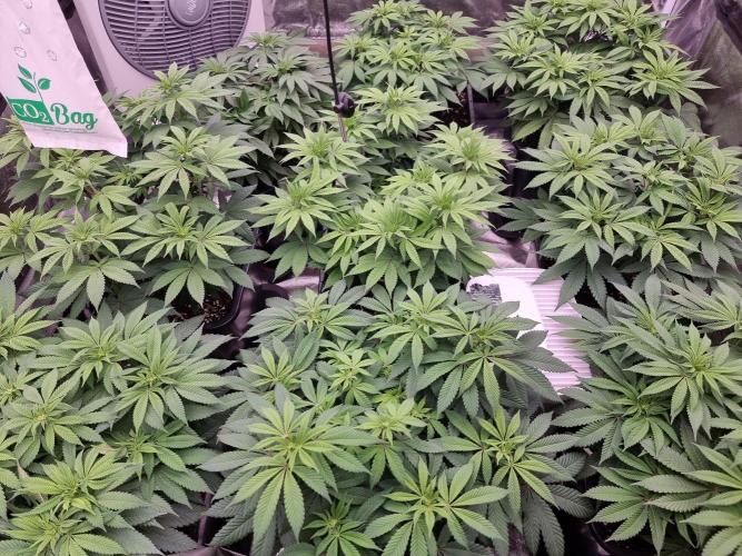 Jealousy  // FC EVO 6500. Week 8